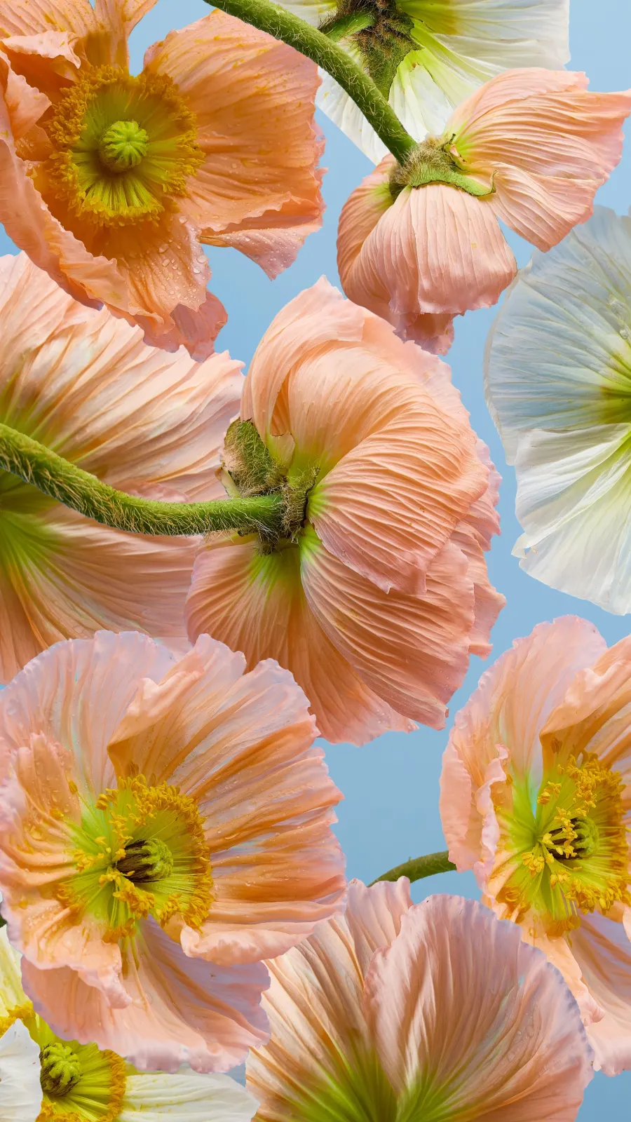 Poppy Table